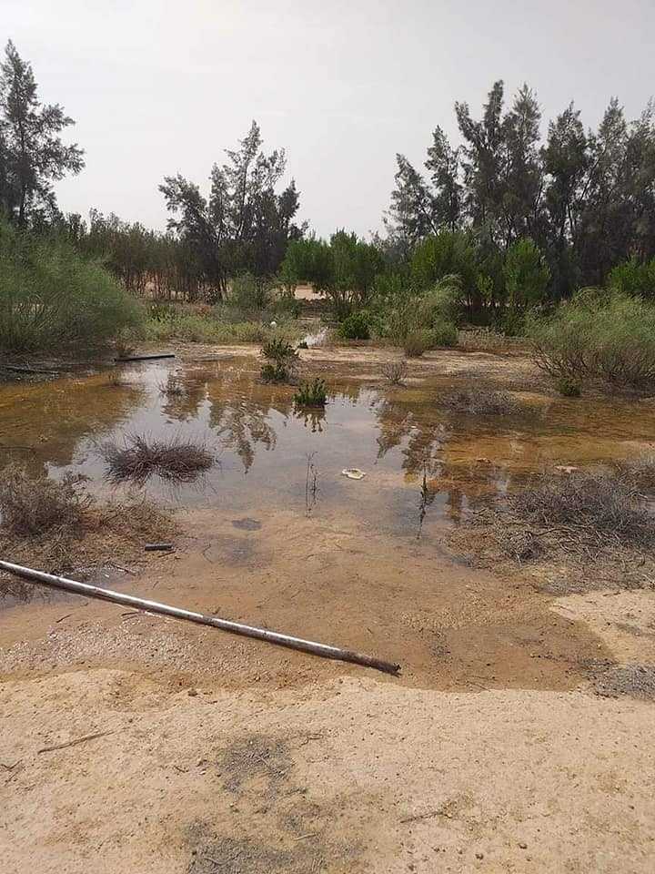 قد تكون صورة لـ شجرة وجسم مائي