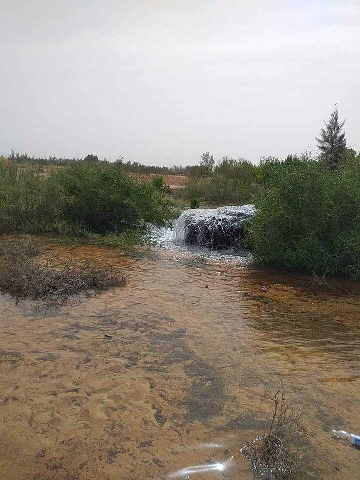 قد تكون صورة لـ شجرة، طبيعة وجسم مائي